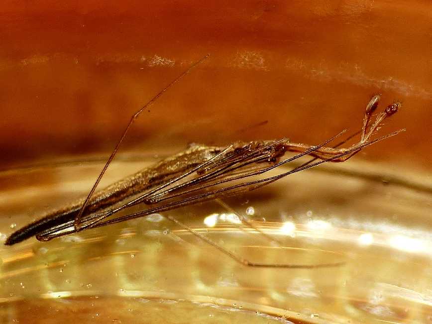 Maschio di Rhomphaea sp. - S. Teresa G. (OT)